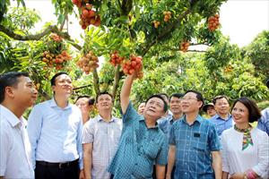 Những bước đi tiên phong và kết quả vượt trội trong tiêu thụ vải thiều ở Bắc Giang