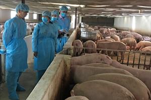 Muốn xuất khẩu sản phẩm chăn nuôi: Phải đạt chuẩn của OIE