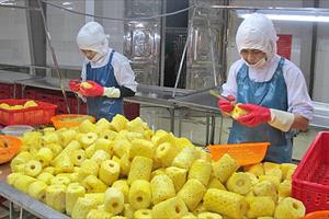 Các rào cản phi thuế quan và biện pháp khắc phục khi xuất khẩu rau quả Việt Nam vào EU