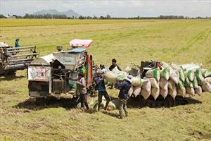 Phát triển lúa gạo, giải “cơn khát” an ninh lương thực toàn cầu