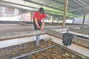 Phú Yên nhân rộng mô hình nuôi lươn không bùn