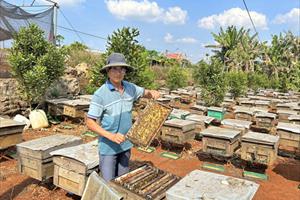 Nâng cao thu nhập từ nuôi ong lấy mật