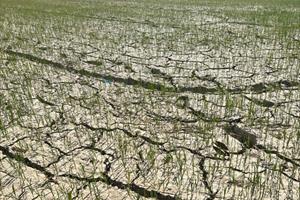 Tây Nguyên khô hạn, chính quyền cùng người dân nỗ lực tìm giải pháp cứu cây trồng