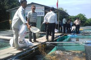 Quảng Nam: Sản xuất nông, lâm, thủy sản tiếp tục duy trì và tăng trưởng ổn định