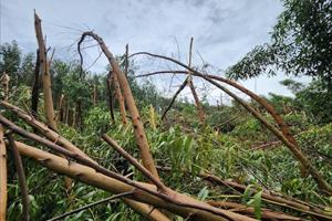 Hơn 100ha rừng keo ở Cà Mau bị đổ ngã do bão số 1