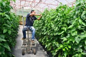 Hệ sinh thái nông nghiệp ILYRA - Làm vườn qua điện thoại thông minh