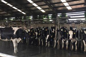 Phát triển đàn bò sữa công nghệ cao của TH True milk