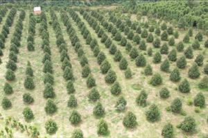 Phát triển bền vững cây ăn trái xuất khẩu ở Tây Nguyên - Bài 1: Ồ ạt phát triển “nóng”