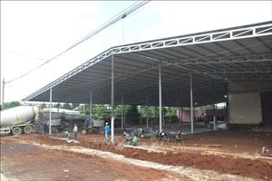'Loạn' xây dựng kho, vựa thu mua sầu riêng tại Đắk Lắk