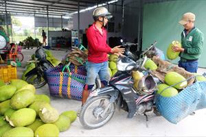 Mít Thái ở ÐBSCL giảm giá mạnh