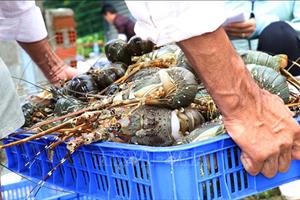 Đáp ứng quy định mới về nhập khẩu tôm hùm bông nuôi của Trung Quốc