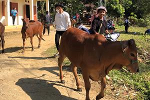 Trao 20 con bò cho hộ nghèo, cận nghèo xã Yên Thổ