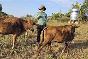 Nhiều xã ở Điện Biên muốn trả lại nguồn tiền dự án cấp bò giống nhưng huyện không nhận