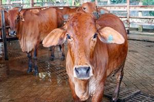 Cấm sử dụng chất cấm trong chăn nuôi