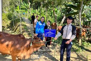 Nhiều hộ nghèo ở Cao Bằng nhận hỗ trợ bò sinh sản