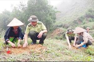 Tuyên Quang khuyến cáo trồng rừng đúng mùa vụ