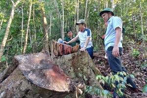 Tình trạng khai thác gỗ rừng trái phép ở nhiều địa phương đang có dấu hiệu “nóng” trở lại