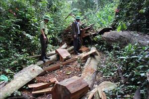 Tình trạng khai thác gỗ trái phép vẫn còn “nóng”
