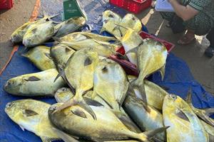 Ngư dân Hà Tĩnh trúng hơn 1,2 tấn cá chim vây vàng, thu về gần 300 triệu đồng