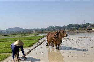 Nghệ An đã gieo cấy trên 85.000ha lúa xuân