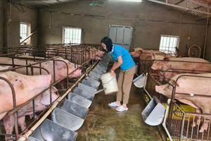 Nông dân Nghệ An chủ động tái đàn, ổn định hoạt động chăn nuôi