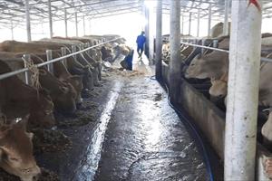 Quảng Nam quy định không được phép chăn nuôi trong khu vực nội thị