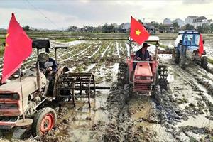 Đảm bảo điều kiện sản xuất lúa đông - xuân trên toàn tỉnh Quảng Nam
