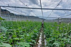 Lào Cai đảm bảo sản xuất cây trồng vụ đông xuân
