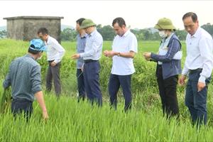 Kiểm tra tình hình phòng trừ sâu cuốn lá nhỏ hại lúa xuân tại Hà Nam