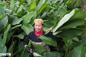 Nông dân thu nhập cao nhờ sản phẩm nông nghiệp phục vụ Tết