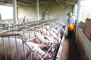 Chủ động cung ứng thịt lợn cho thị trường cuối năm