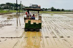 Nông dân Hưng Yên tăng diện tích cấy lúa bằng máy