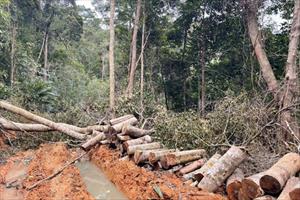 Khánh Hoà: Truy tìm thủ phạm đốn hạ hơn 21m3 gỗ
