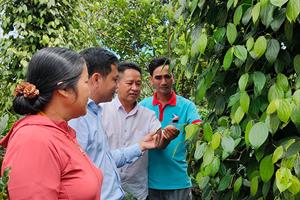 Nông dân Đắk Song hào hứng tham gia dự án hồ tiêu bền vững