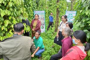 Nâng cao kỹ thuật trồng tiêu cho nông dân Đắk Nông