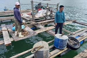Thanh Hóa: Hỗ trợ kinh phí cho các hộ dân nuôi cá lồng thuộc diện giải bản
