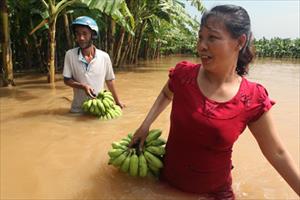 Người dân trồng đào, hoa thiệt hại nặng vì nước sông Hồng dâng cao