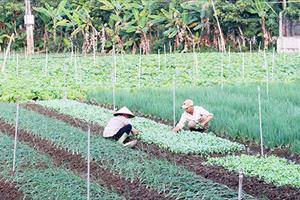Sơn La đẩy mạnh phát triển nông nghiệp hàng hóa
