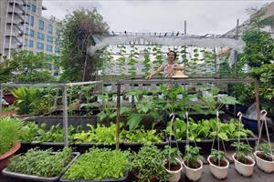 Vườn hữu cơ trên sân thượng của kiến trúc sư
