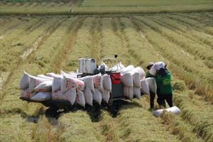 Đồng bằng sông Cửu Long: Tích hợp đa giá trị trong ngành hàng lúa gạo