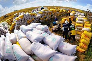 Xuất khẩu gạo Việt Nam đạt kỷ lục 7 triệu tấn