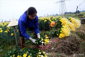 Hoa, cây cảnh... cho nông dân thu nhập cao trong những ngày cận Tết