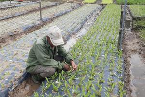 Thừa Thiên - Huế: Phát triển nông nghiệp xanh, bền vững