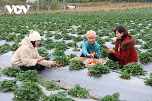 Nhộn nhịp vụ thu hoạch dâu tây tiền tỷ ở Sơn La