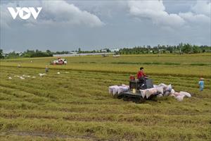 Xuất khẩu gạo ổn định, lúa Đông Xuân ở ĐBSCL trúng mùa được giá