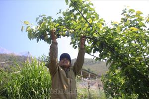 Lai Châu chuyển hướng sản xuất nông nghiệp theo hướng hàng hoá