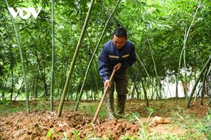 Nông dân Bắc Giang đổi đời nhờ măng tre lục trúc