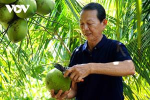 Lão nông trồng dừa lùn ở Cà Mau cho thu nhập cao