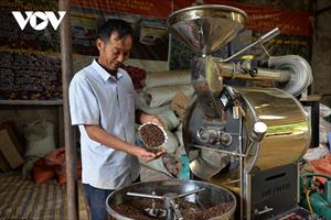 Trồng cà phê, nông dân Sơn La thành triệu phú