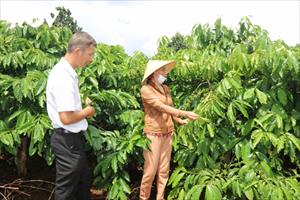 Đắk Lắk phát triển cà phê bền vững từ chuỗi liên kết